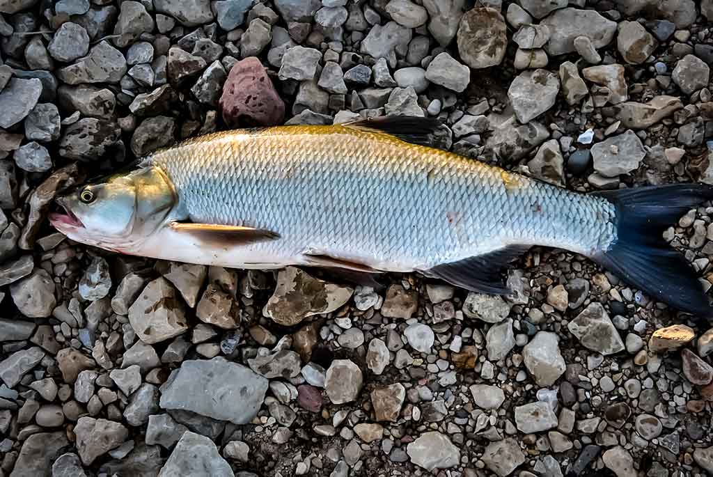 Kaip žvejodavo mūsų senoliai. Antra dalis